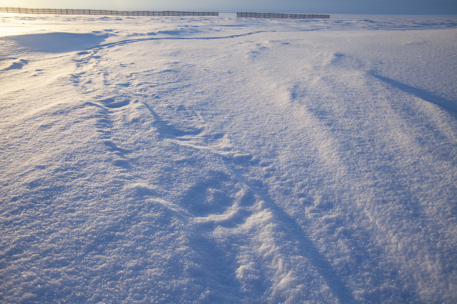 Polar bear tracks in the snow near Kaktovik, Alaska.