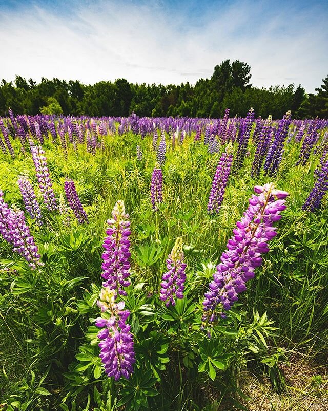 The #lupine are blooming. #summer #Wisconsin