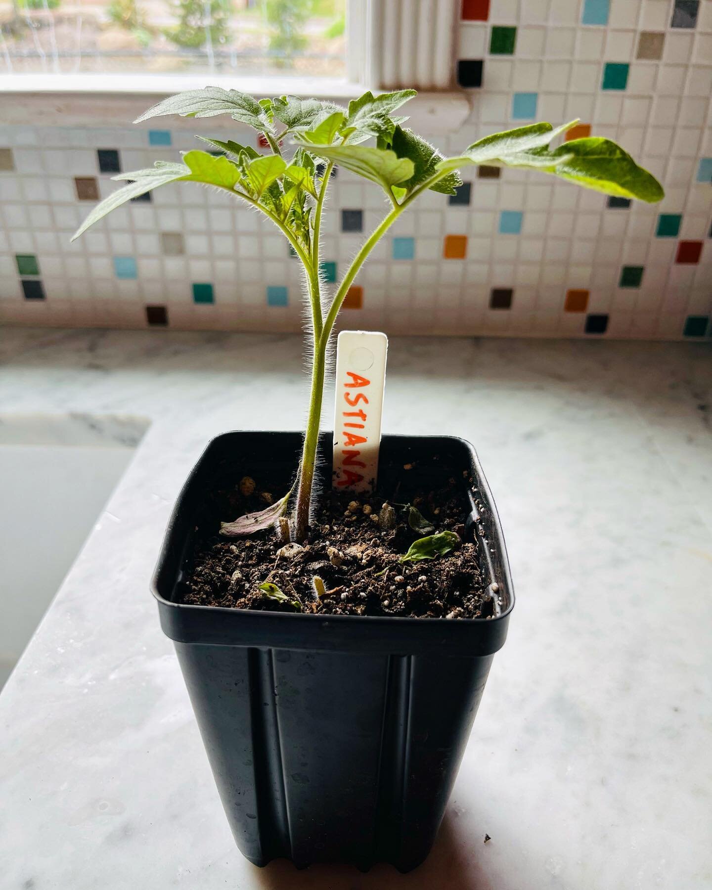 A Tomato Journey: slide 1 is a baby Astiana ready to plant. Seeds came from the beauties in slide 2, which came from Ayer&rsquo;s Creek Farm a couple of years ago via @cathywhims. This year&rsquo;s fruit will go into recipes from MY NEW BOOK, out Jun