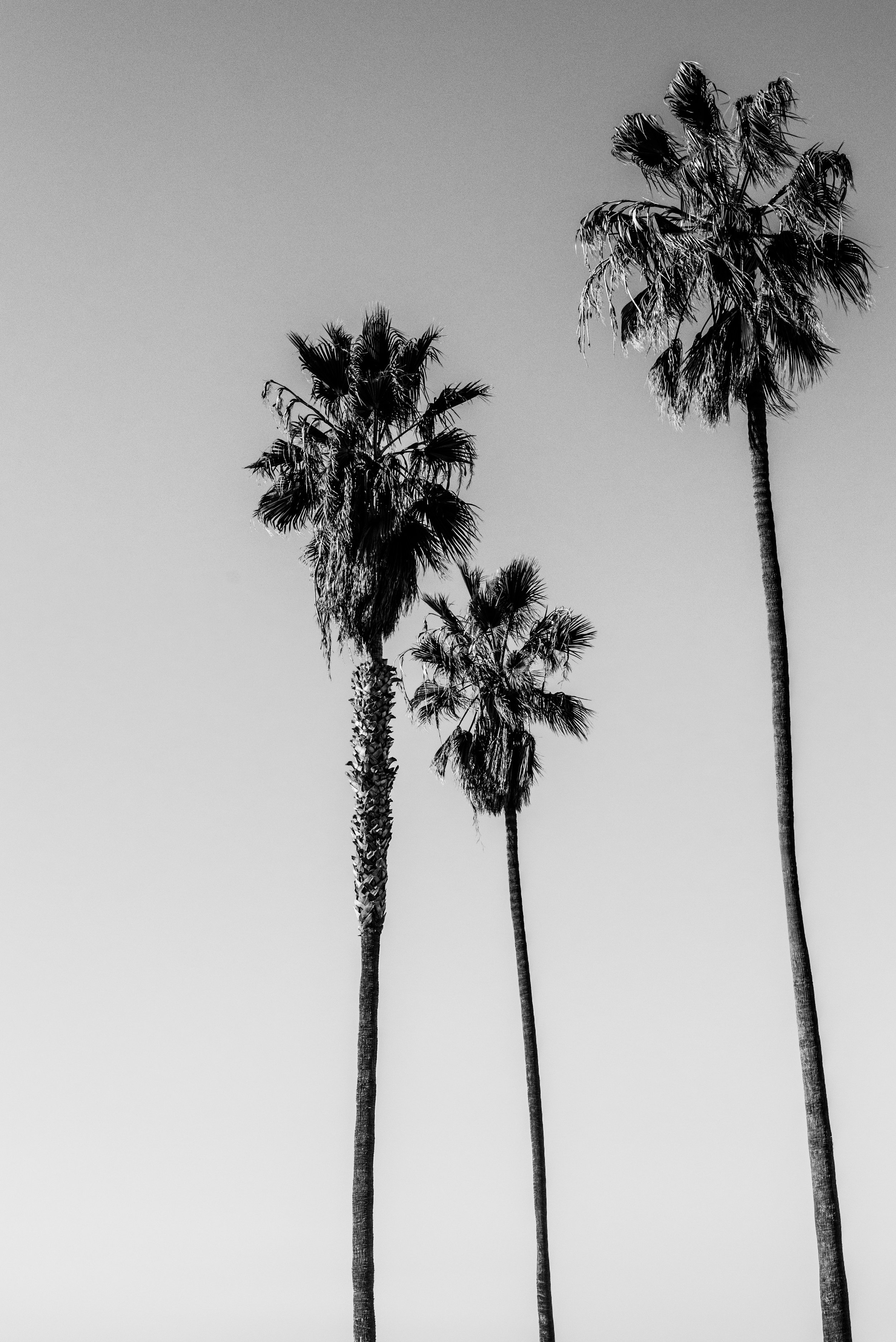 Palms — Juliette Charvet