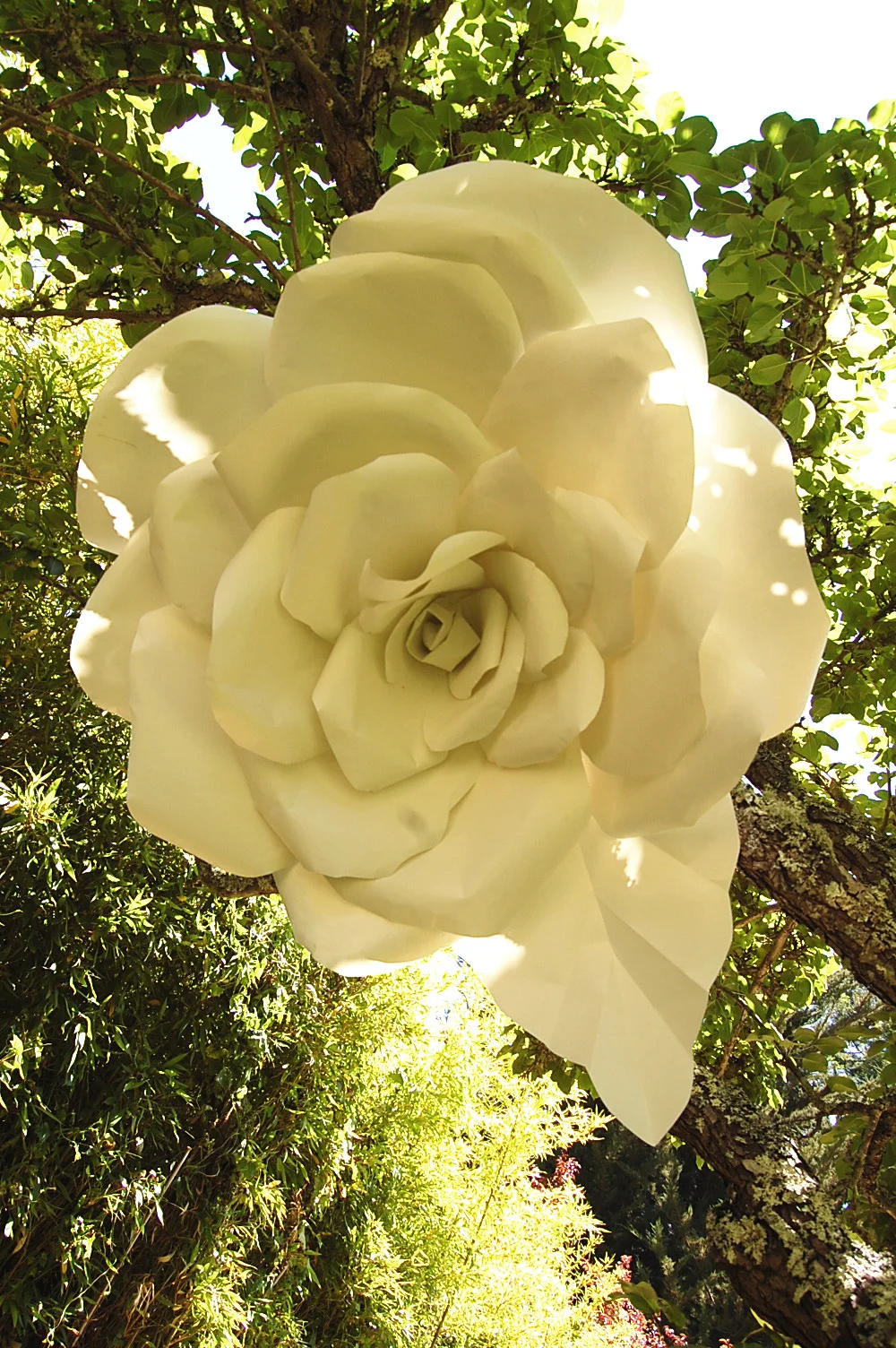 1.rose.pic copy 2.jpg