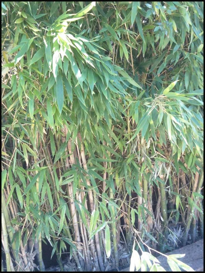yard-bamboo-juvenilehalldesign.com-blog.jpg