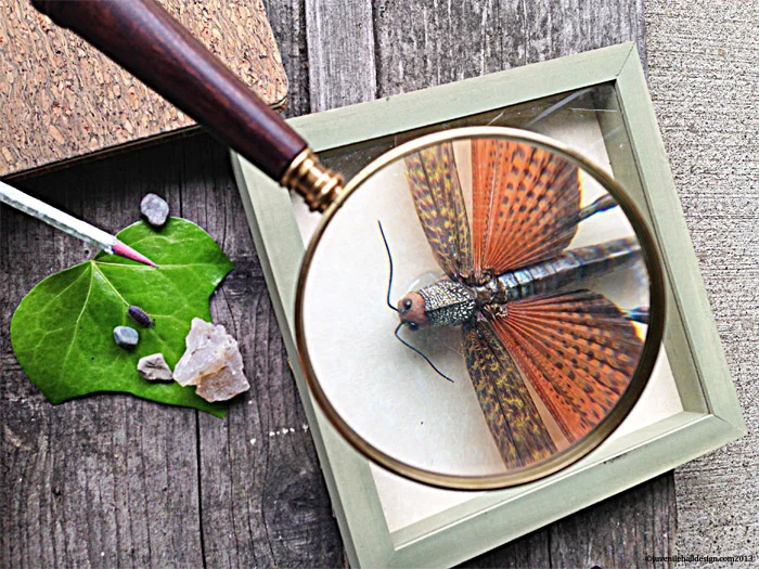 5.round-magnify-bug-1-juvenilehalldesign.com-blog.jpg