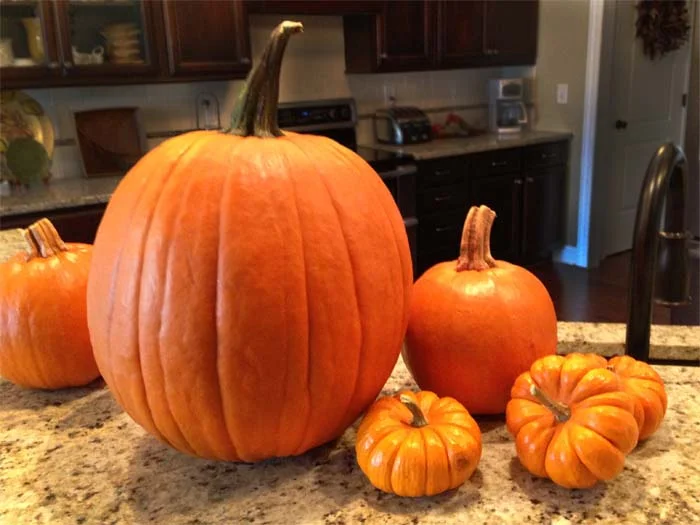 2.5.fresh-pumpkins-juvenilehalldesign.com-blog.jpg