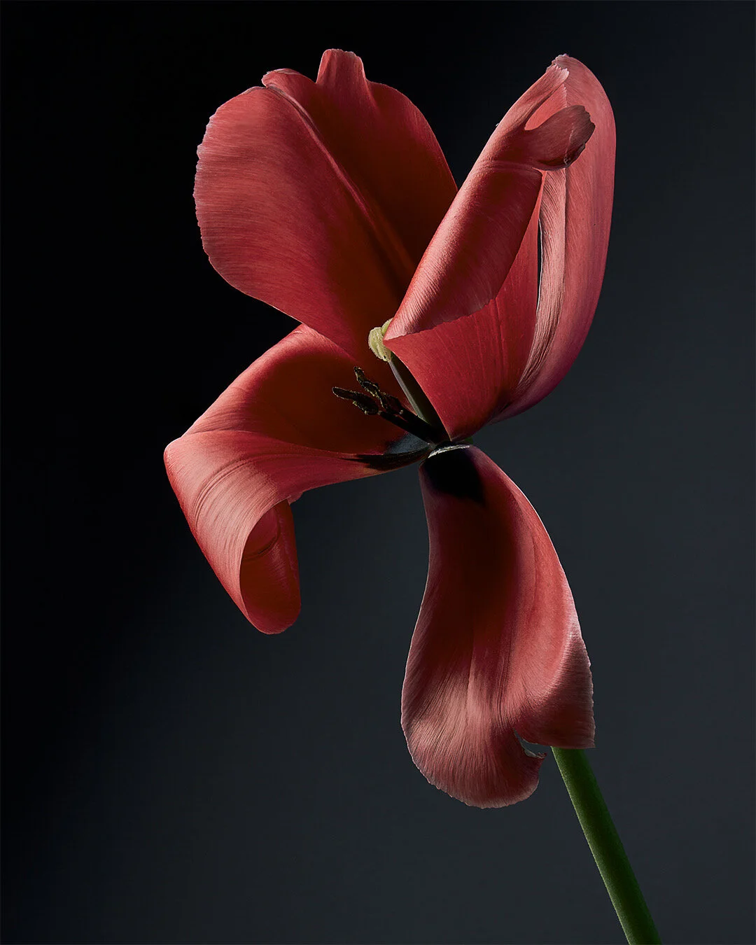 Caleb Lee Adams-Flowers-00002.JPG