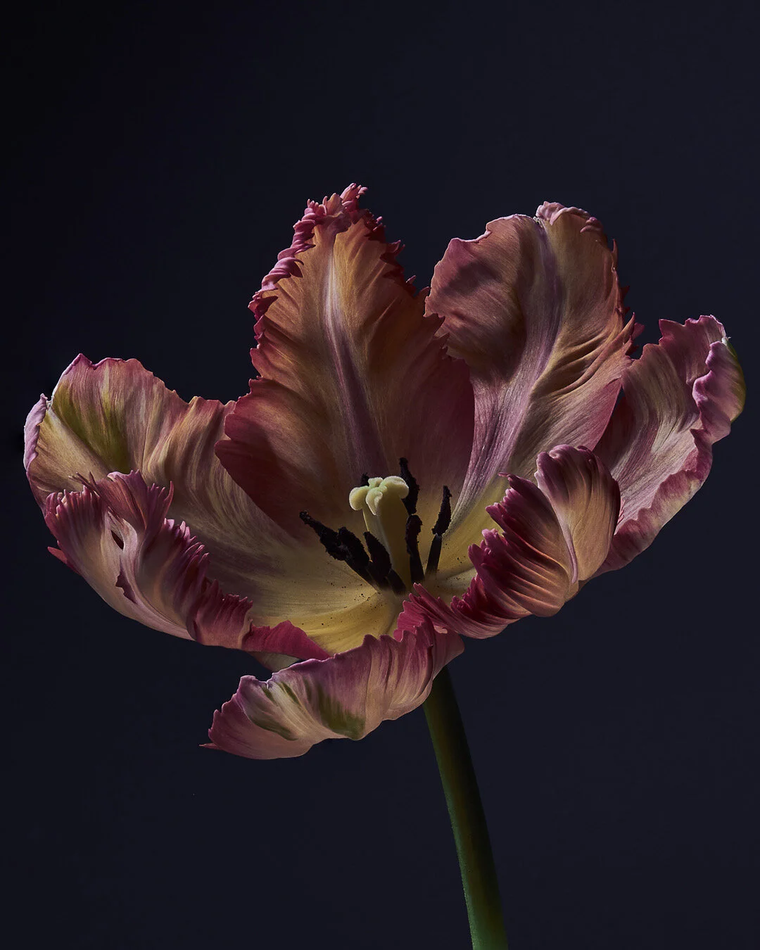 Caleb Lee Adams-Flowers-00007.JPG