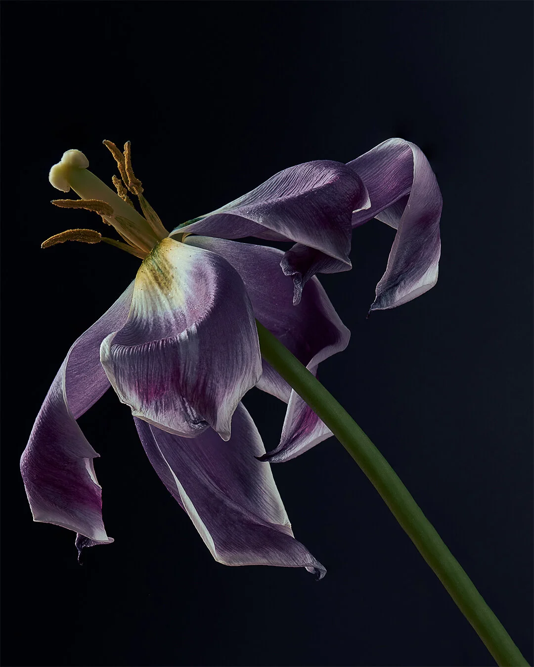 Caleb-Lee-Adams-Flowers-00012.JPG