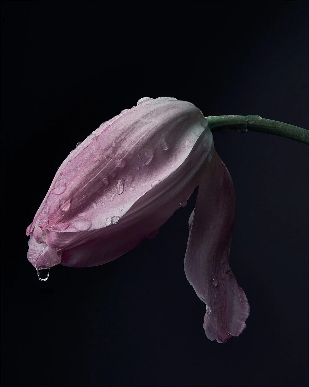 Caleb-Lee-Adams-Flowers-00015.JPG