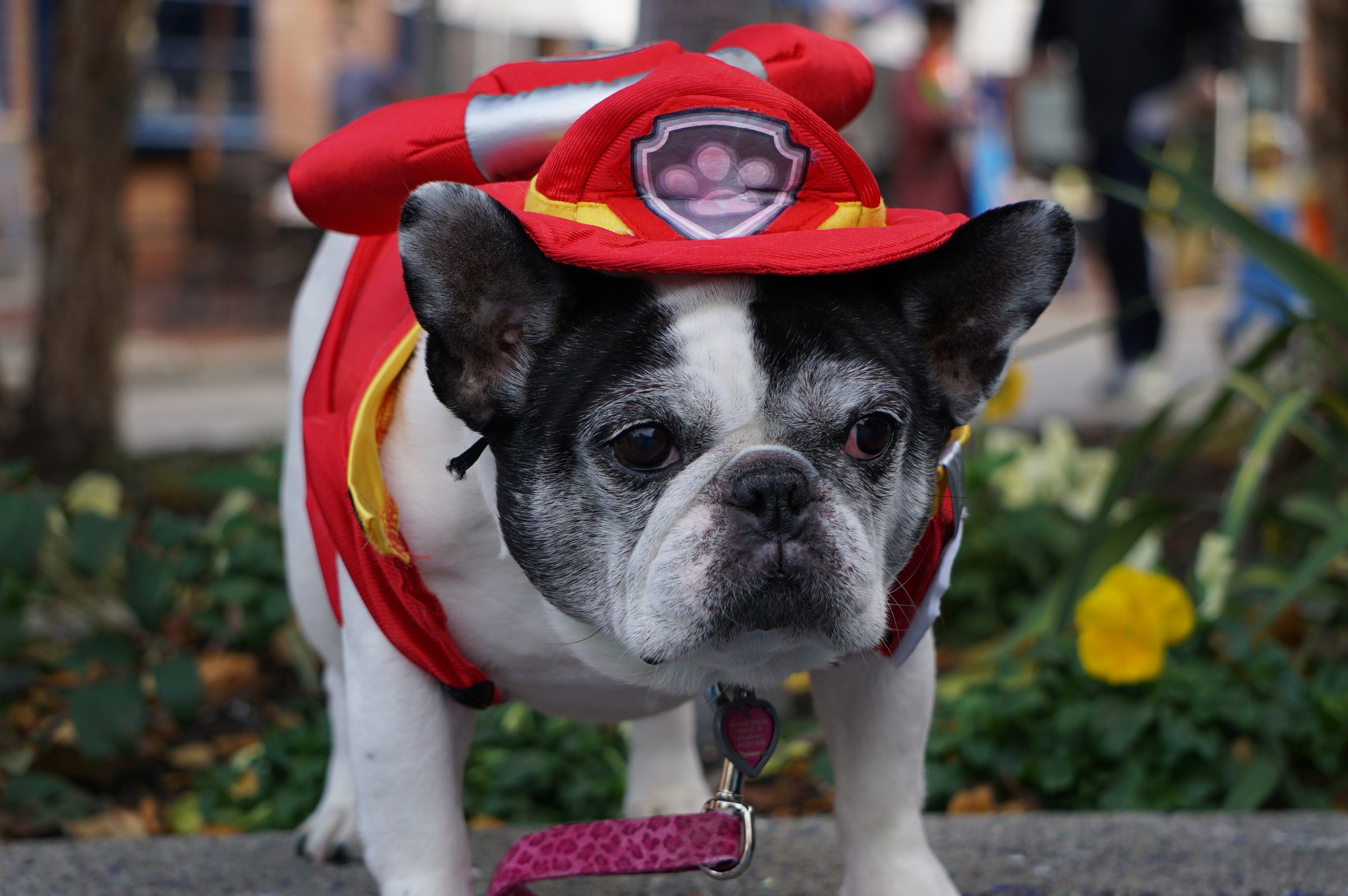 South Street Scares Up Family Fun During Pumpkinfest, Trick-Or-Treating And Halloween Movies Under The Shambles