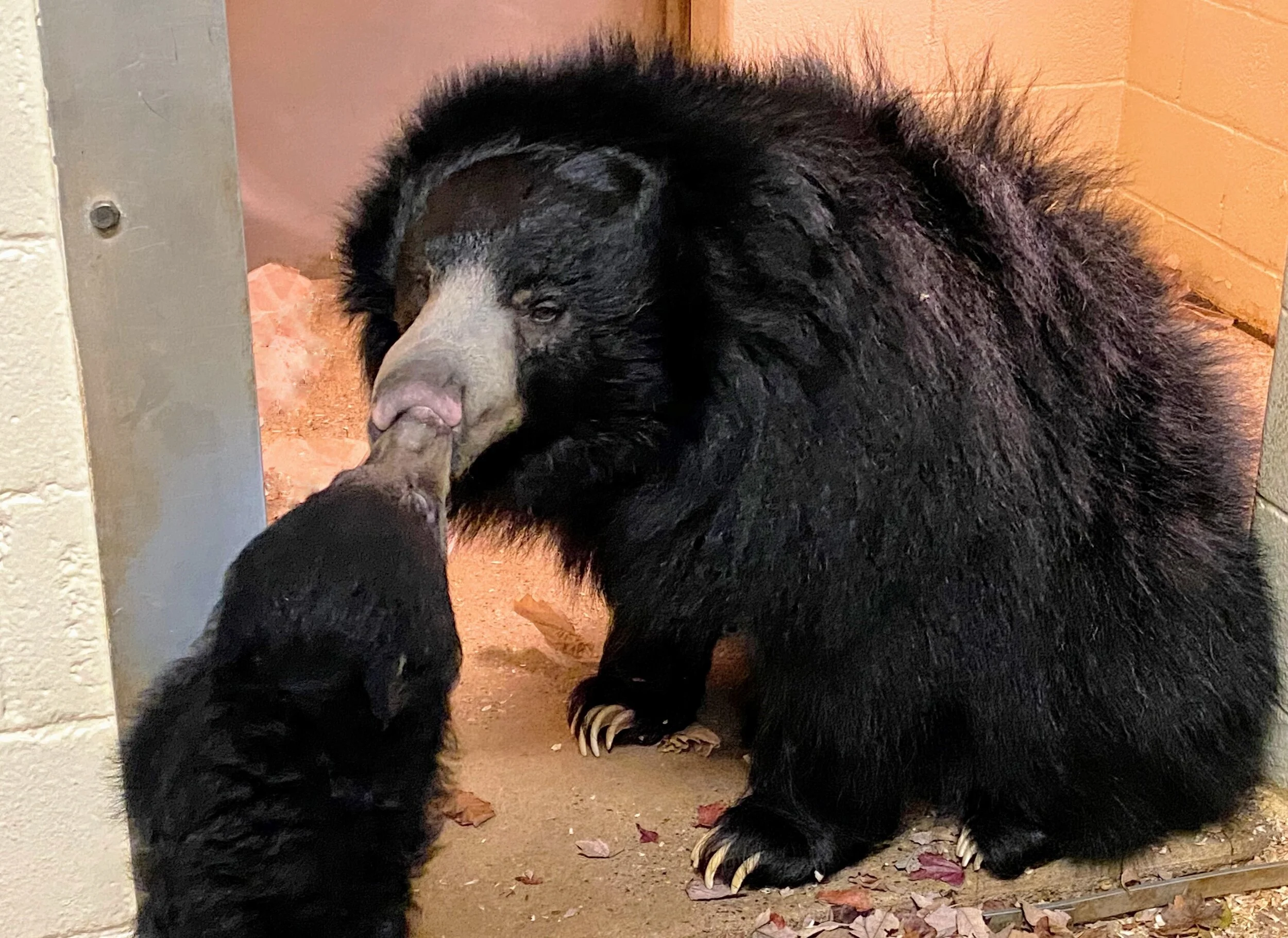 Philadelphia Zoo Sloth Bear Cub Takes First Steps Outside, Zoo Launches New Spring Back Fundraising Campaign 