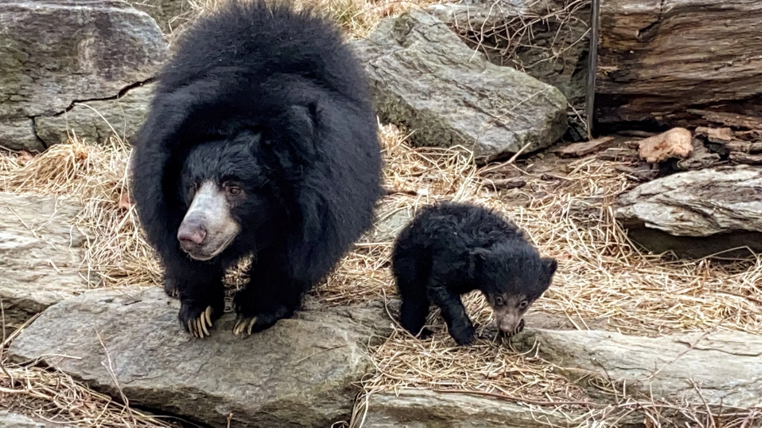 Philadelphia Zoo Invites Public to Help Choose Name for Sloth Bear Cub
