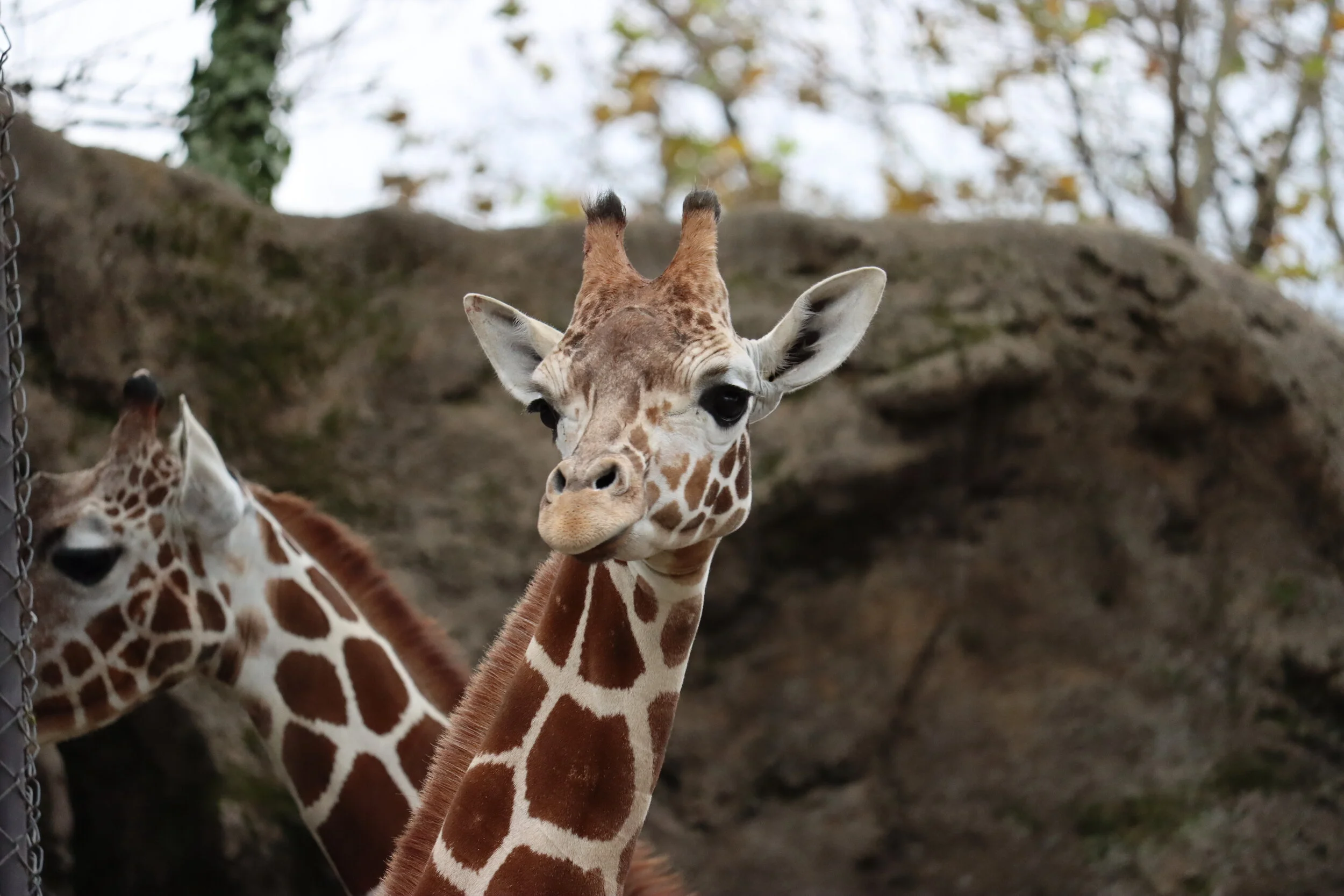 Philadelphia Zoo Introduces Baby Giraffe Named Bea Who Is Eight Feet Tall and 1,000 Lbs