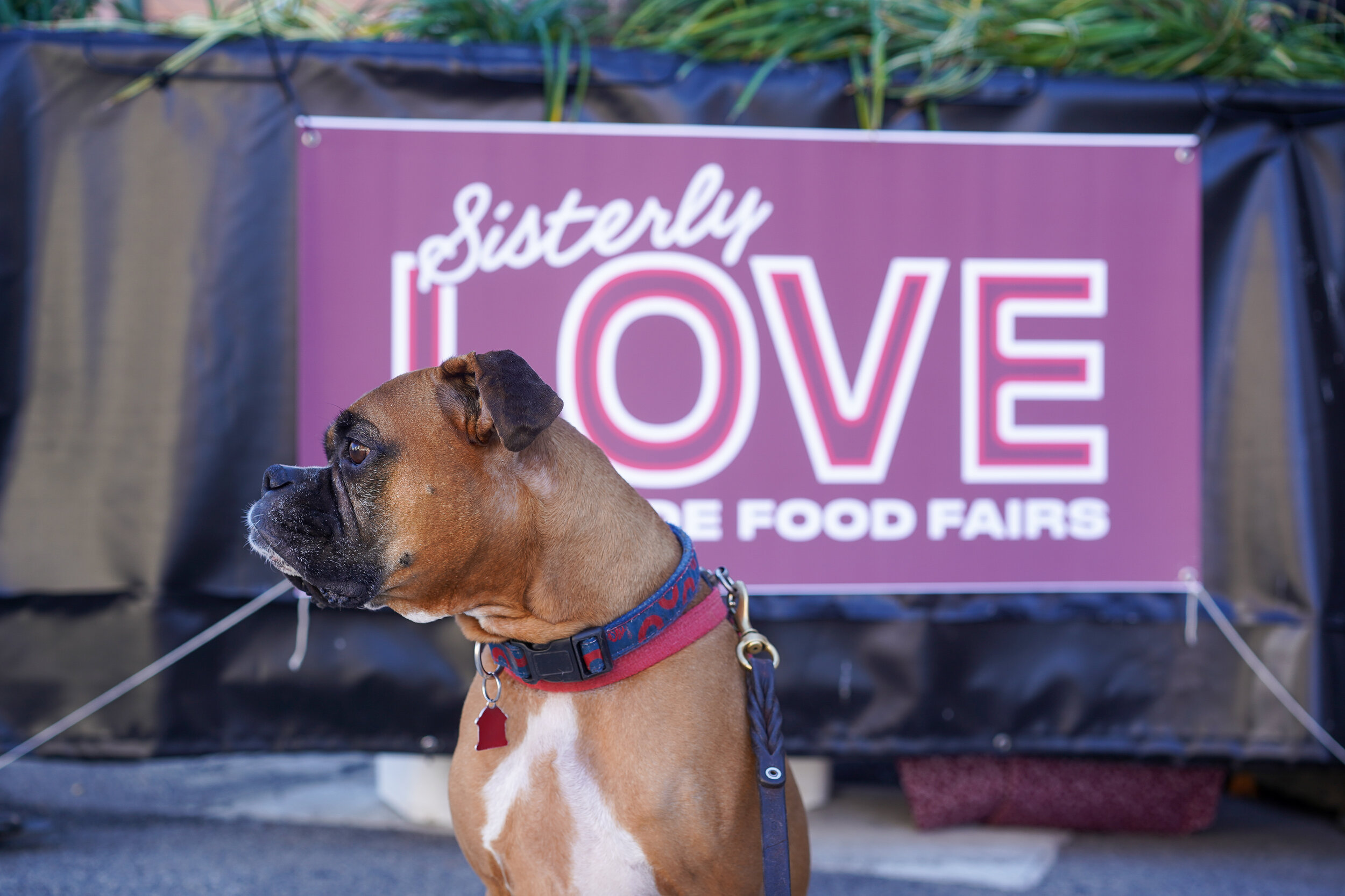 12+ Dining Experiences, Sisterly Love, Festive and Socially Distant