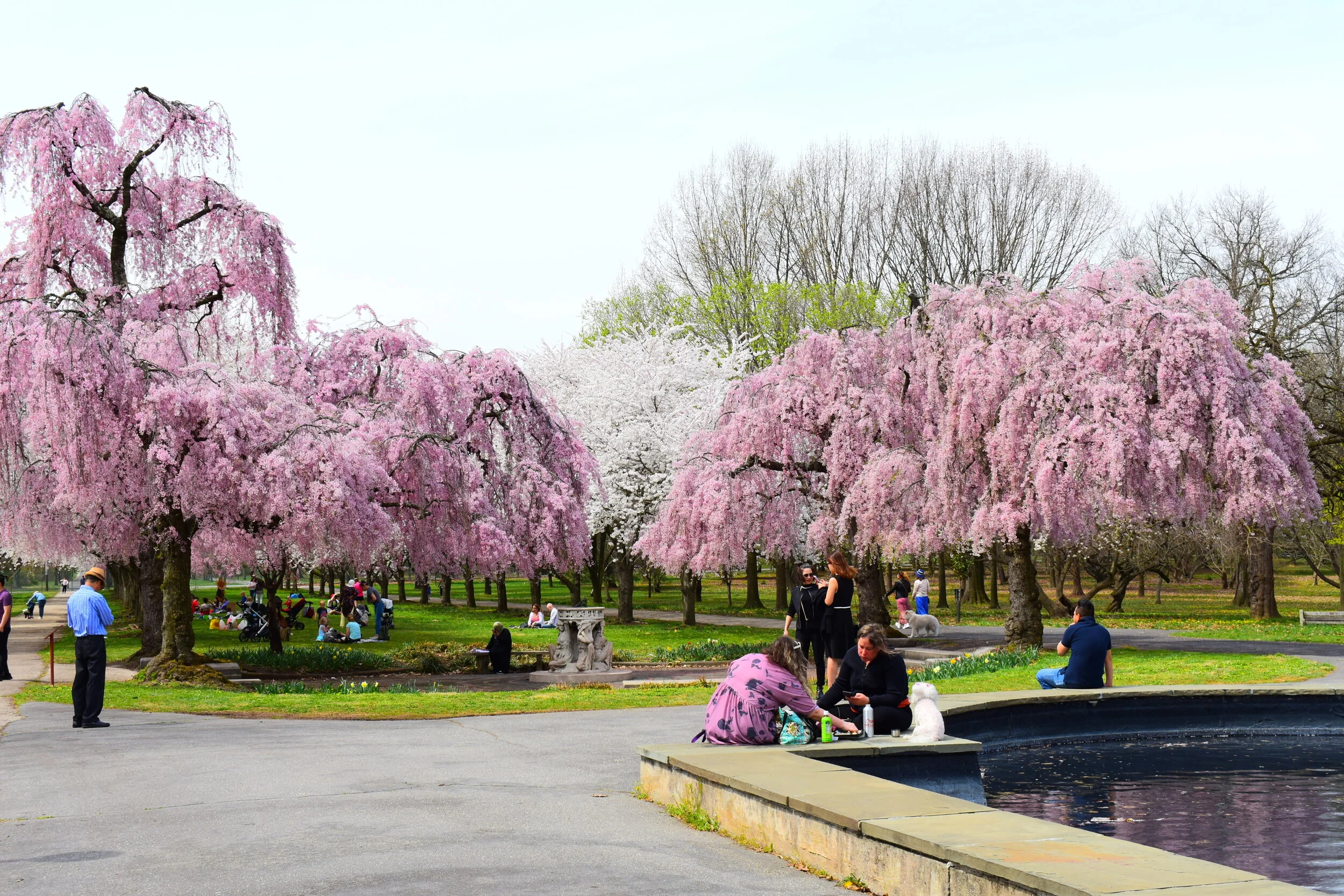 Parks on Tap Kicks Off 2021 Season with Cherry Blossom Edition Outside Fairmount Horticulture Center