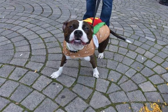 Northern Liberties Presents Hound-O-Ween Pet Costume Contest and Festival to Help Street Tails
