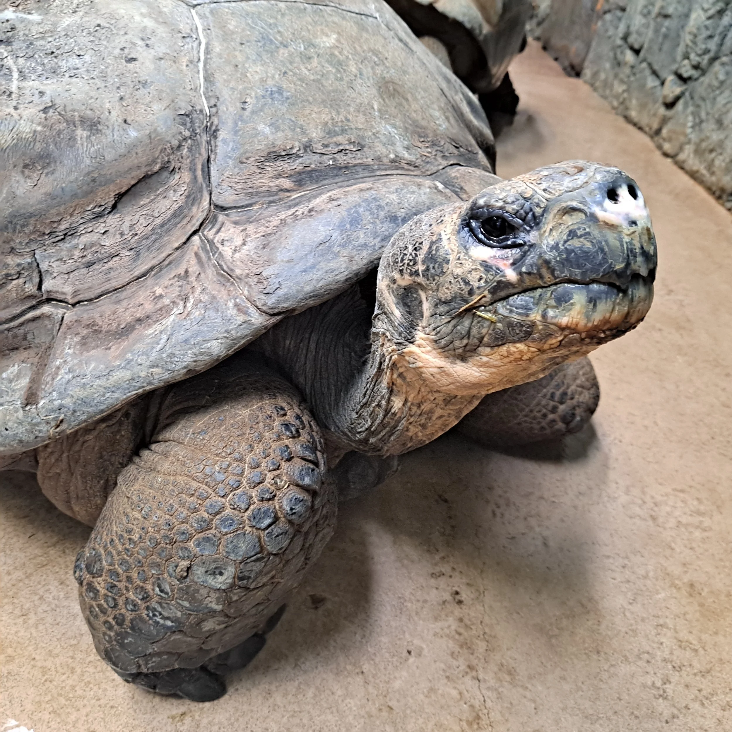 Philadelphia Zoo Debuts NatureBlazer Adventures and Announces Mommy's 90th Anniversary