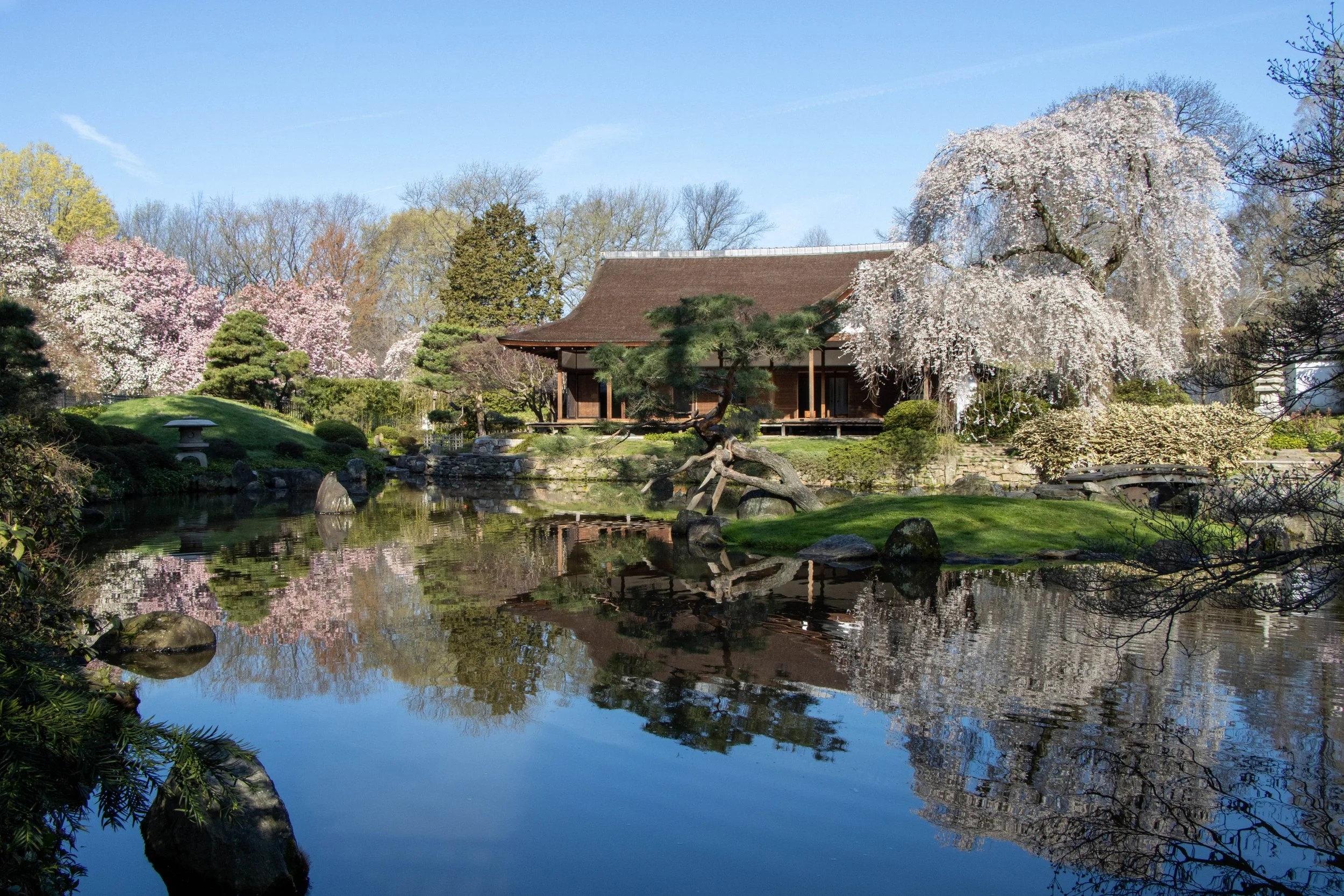 Parks Pop-up Returns for Cherry Blossoms Outside Fairmount Horticulture Center Arboretum