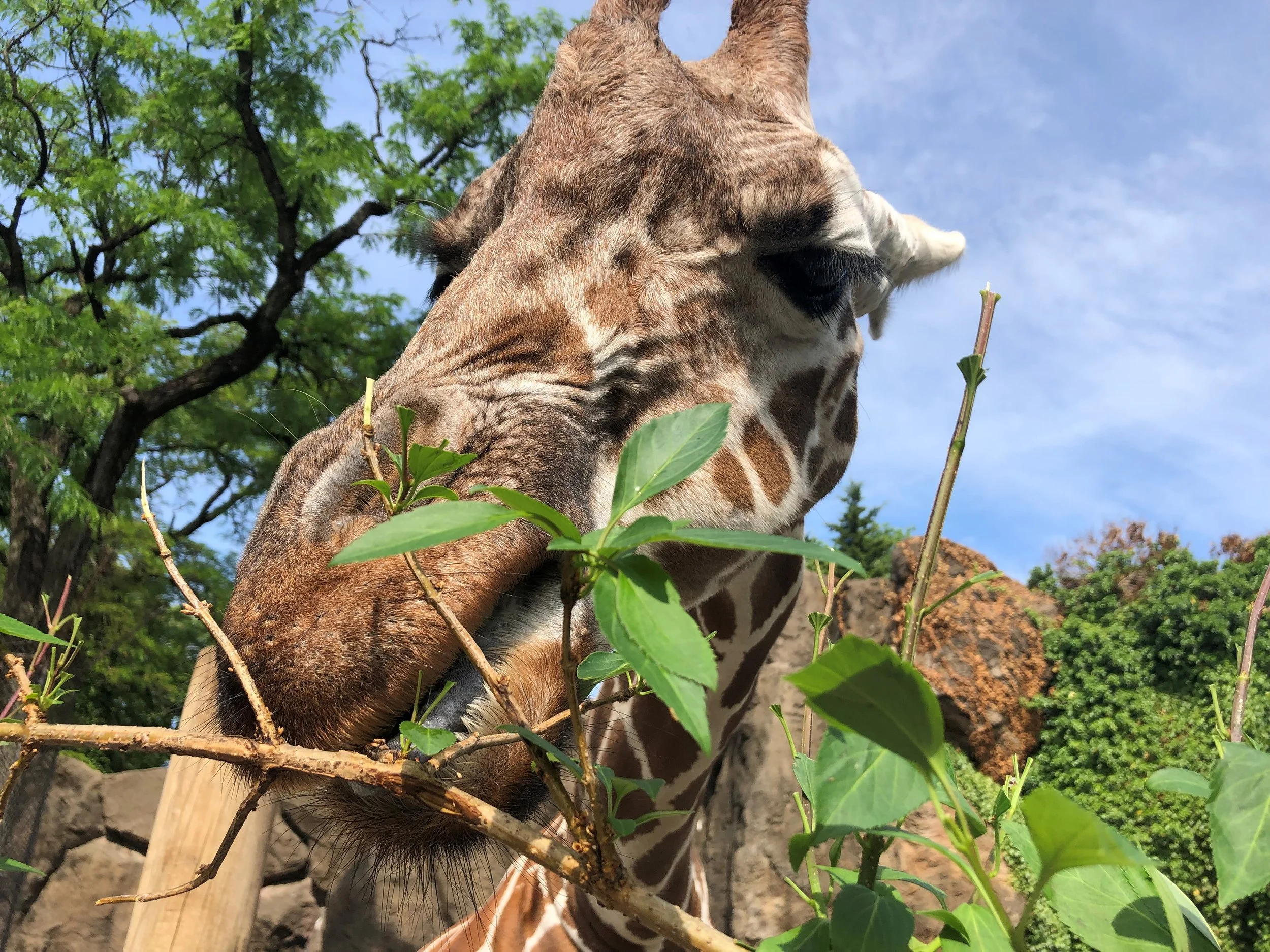 Feed the Giraffes in Brand New Experience at Philadelphia Zoo