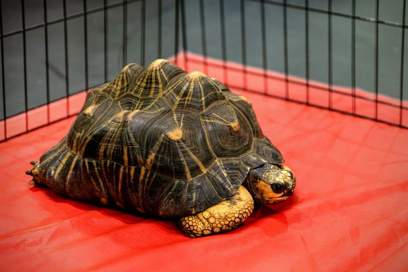 Airports and Armadillos: Philadelphia Zoo Teams Up with PHL International to Bring Animals to Airport