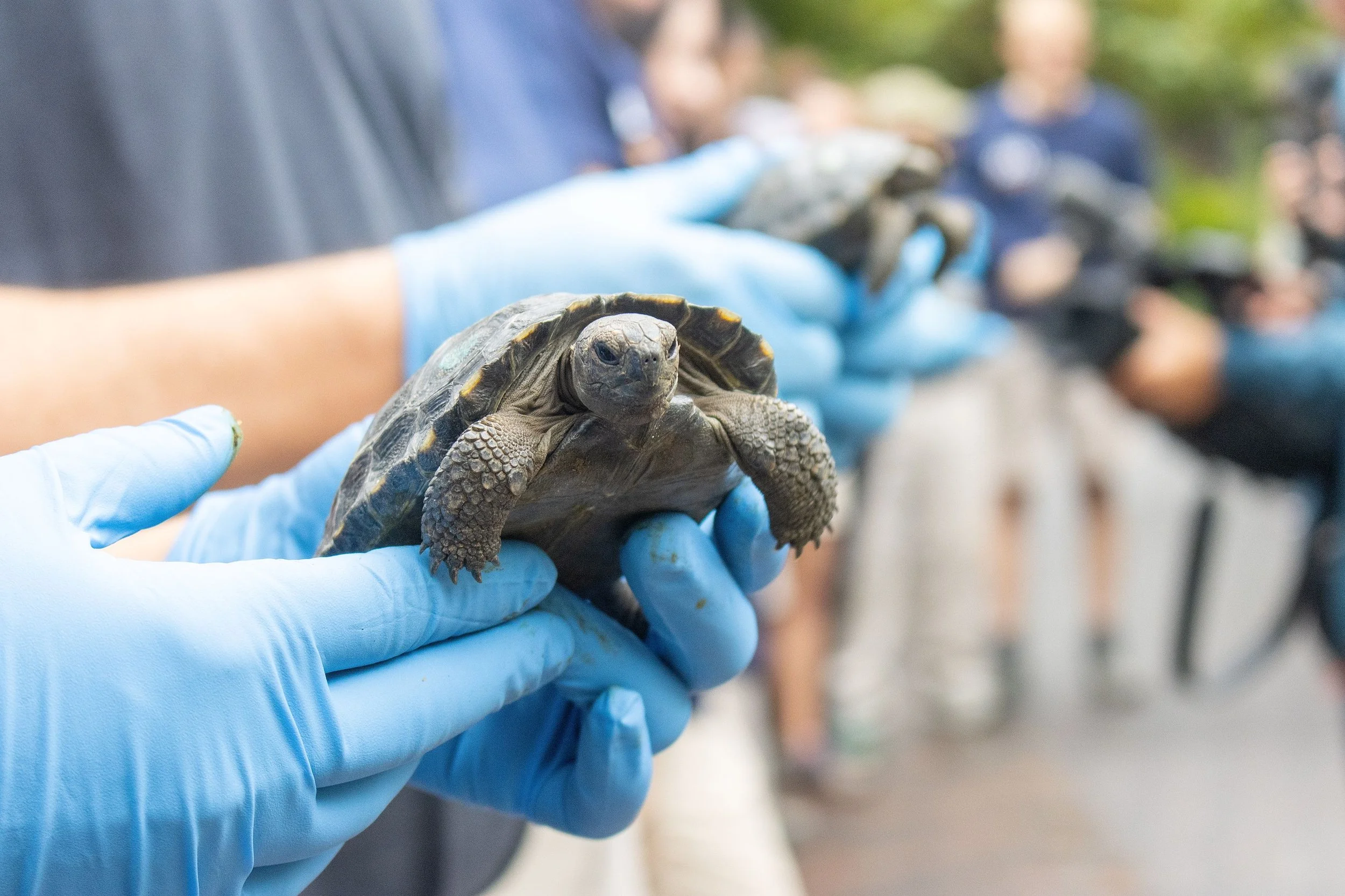 Philadelphia Zoo Announces 250,000 Actions for Animals Initiative for America 250