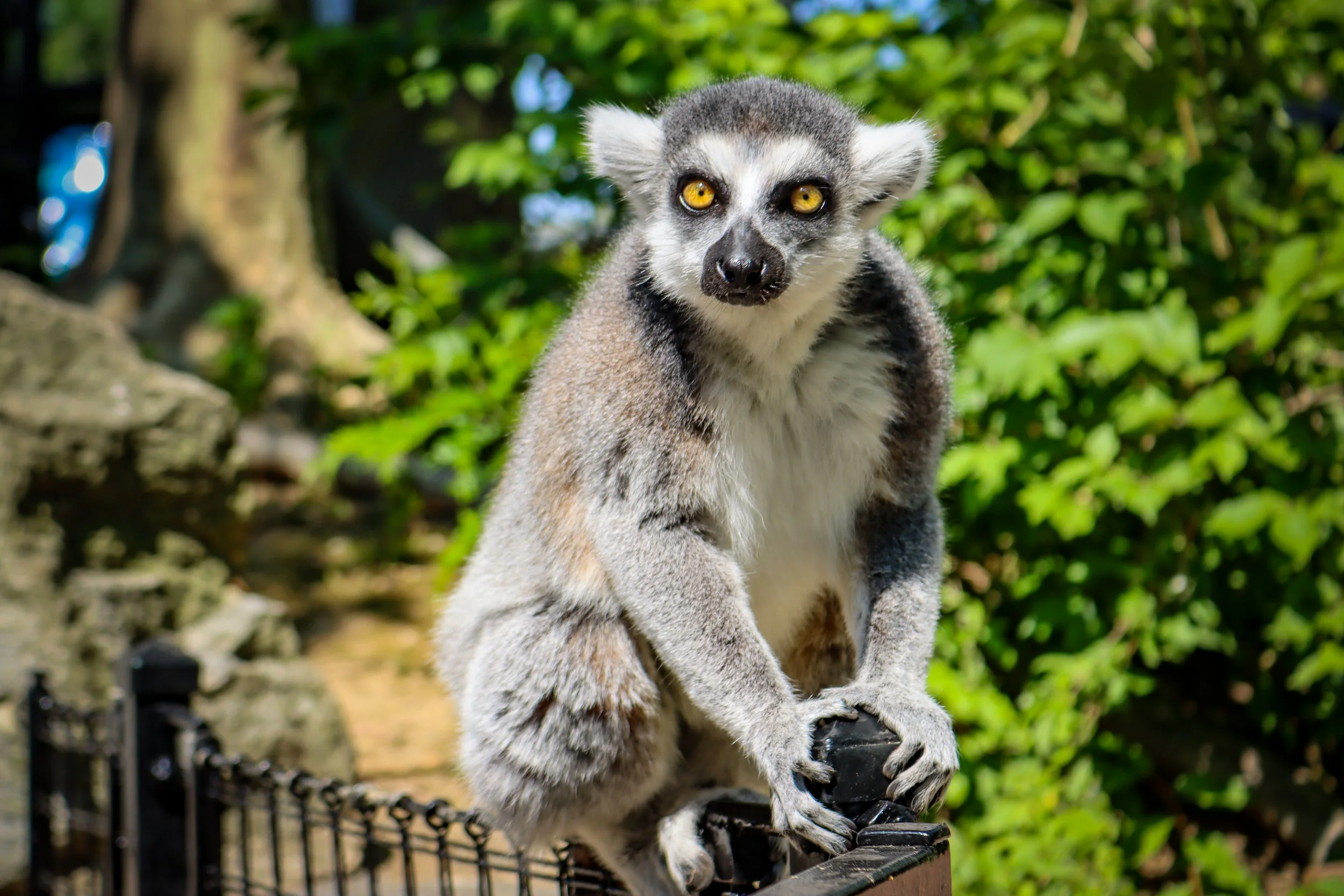 Philadelphia Zoo Announces Biggest Sale in 153 Years for America 250