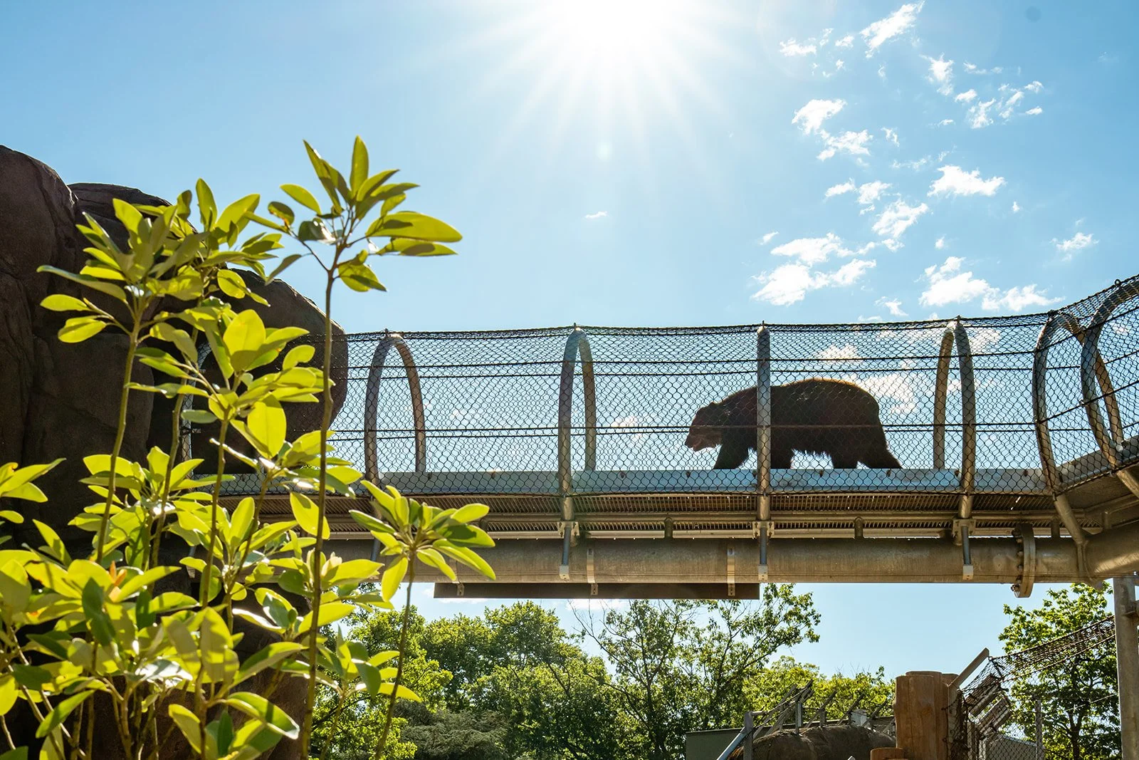 Philadelphia Zoo Debuts Zoo360 Trail for Bears