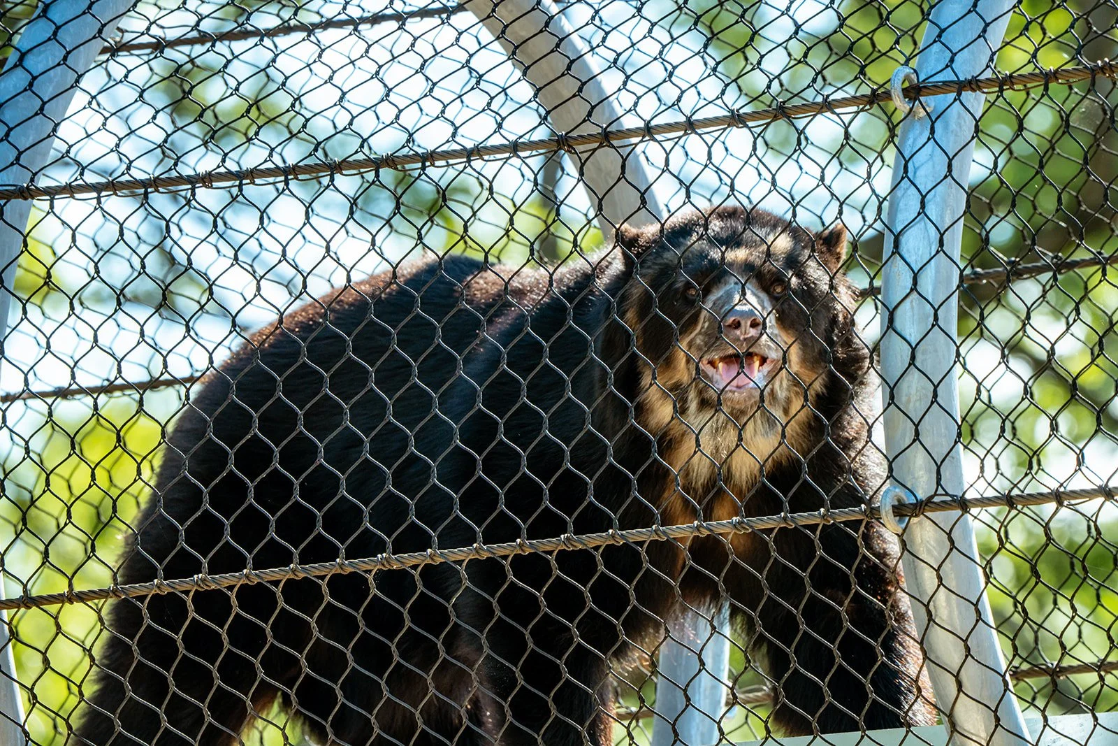 Philadelphia ZOo, Zoo 360, Bear Country