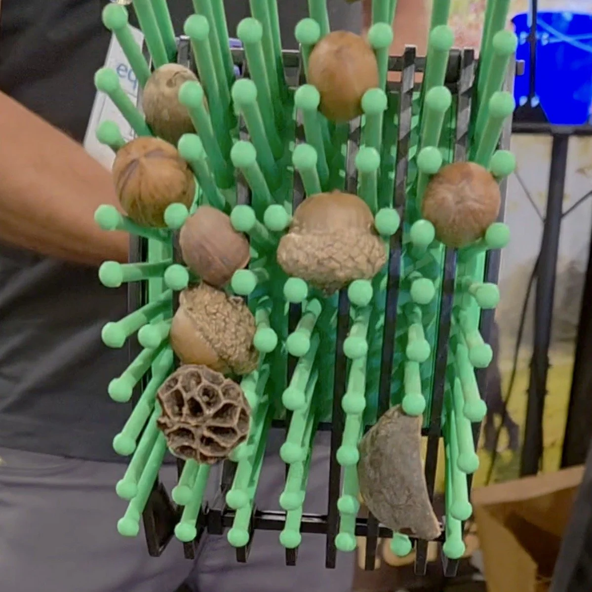 Bag-A-Nut Harvesting 