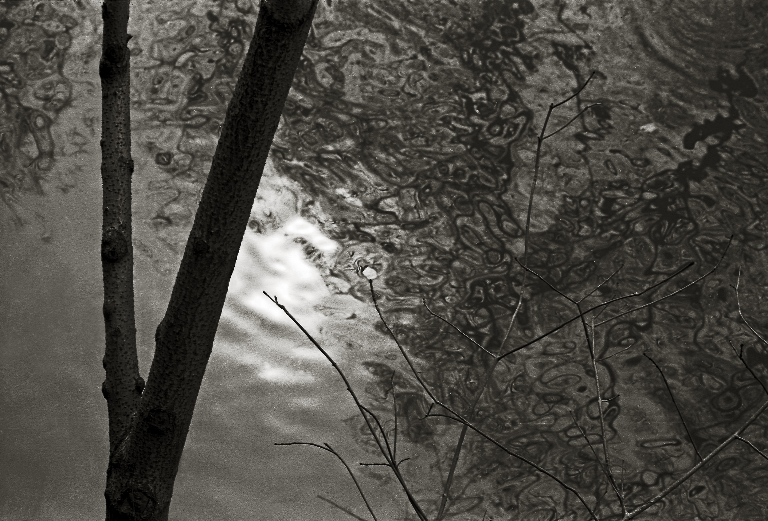 Trees. Stones, Water and Light #13.jpg