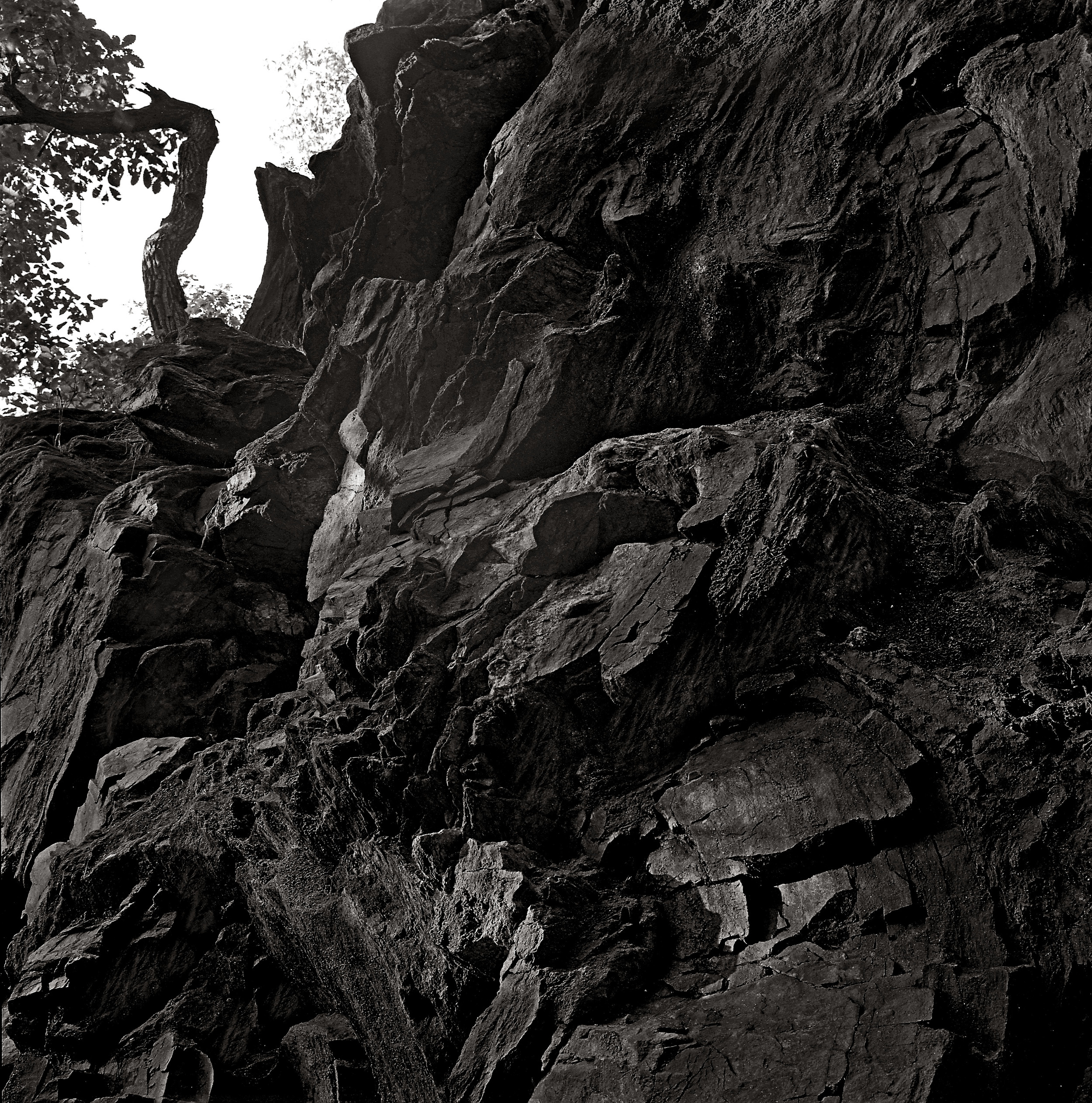 Trees. Stones, Water and Light #23.jpg