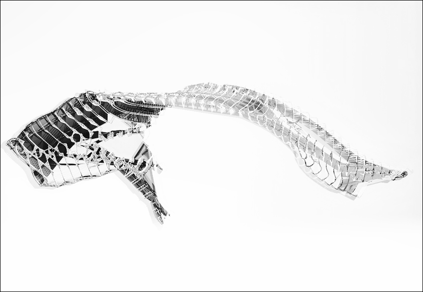 roo1_cropped copy2.jpg