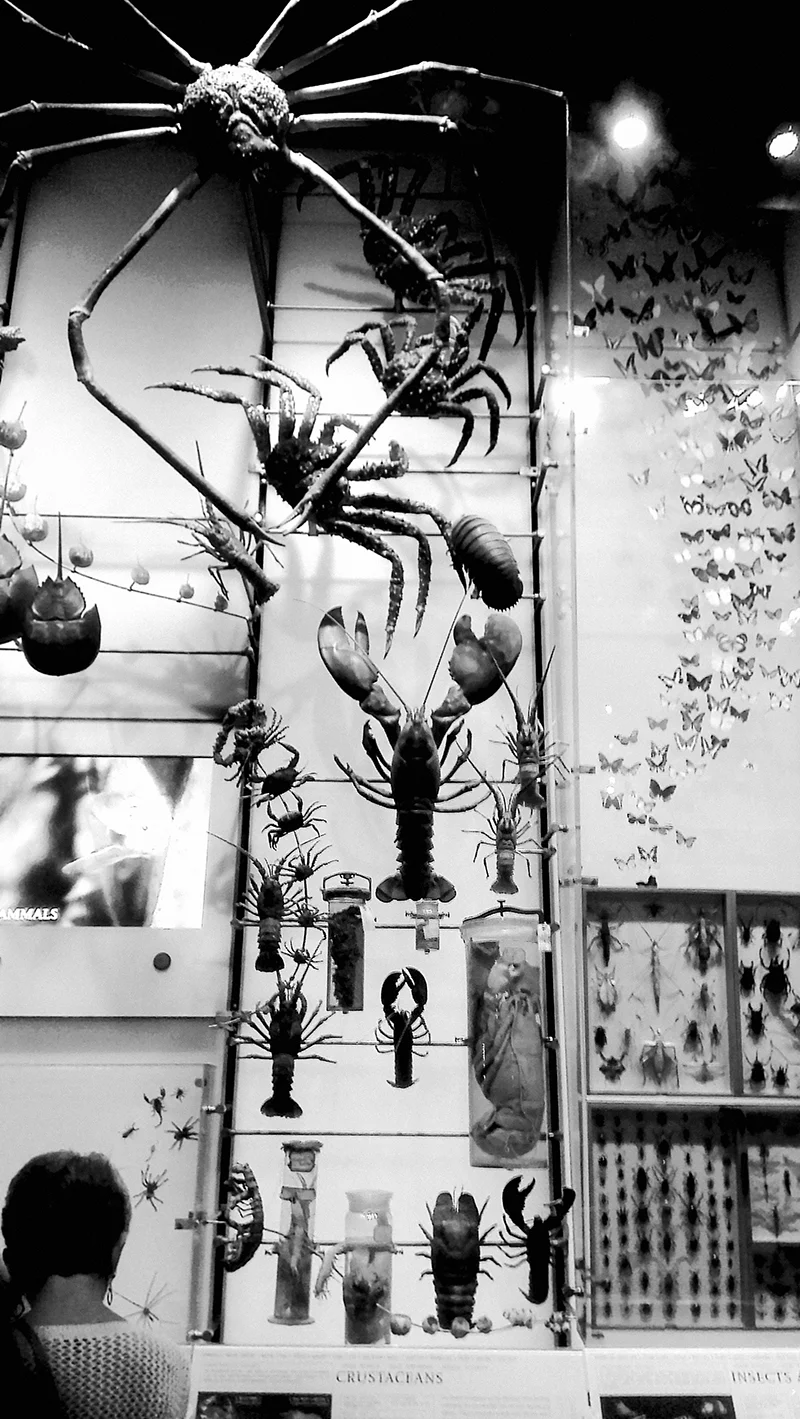 Primordial Crustaceans, American Museum of Natural History.