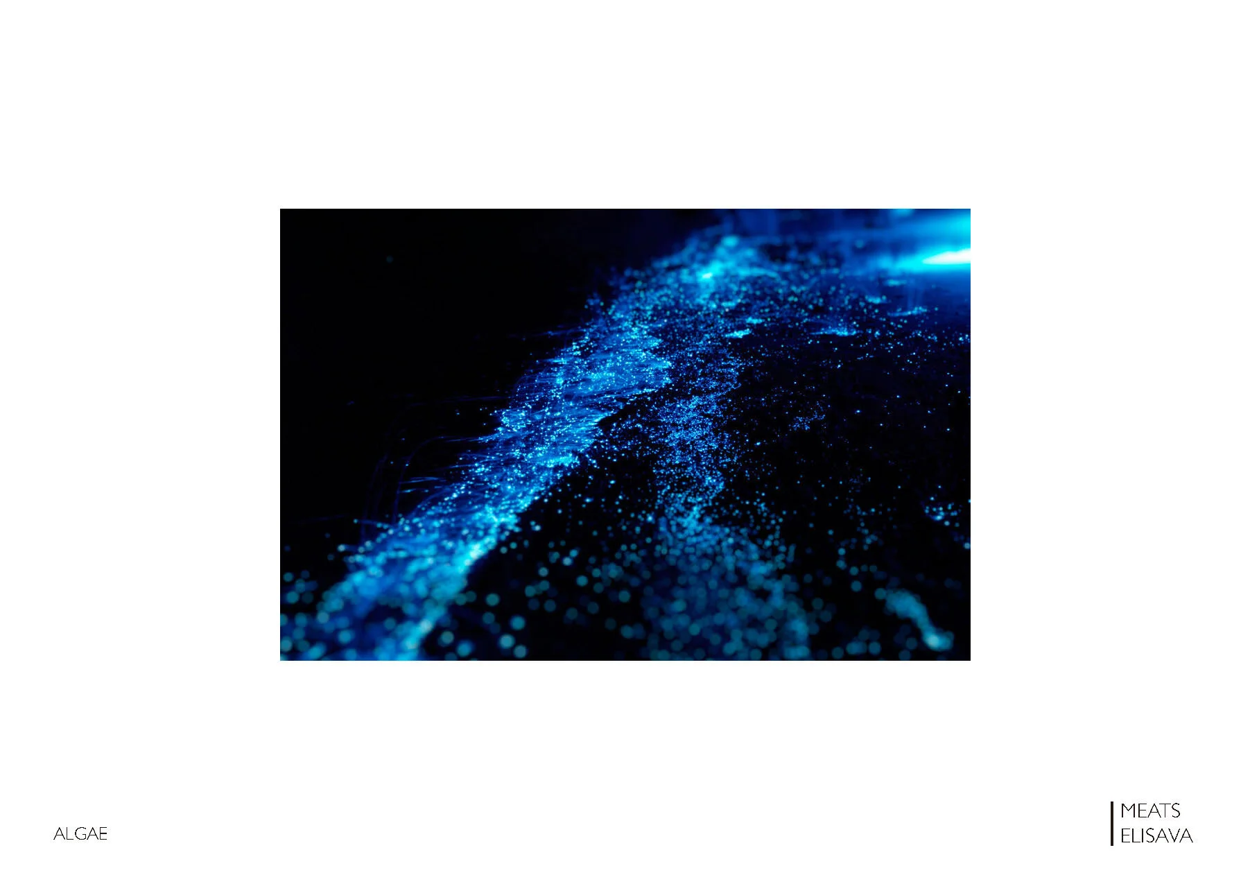 UNIT2.1 LLUMBCN HONGO - B.L.O.O.M. project _Page_02.jpg