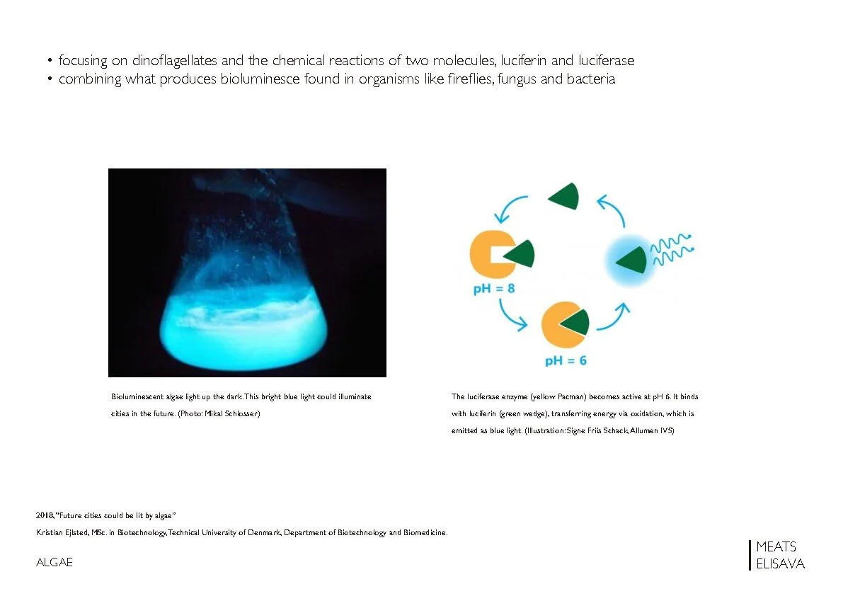 UNIT2.1 LLUMBCN HONGO - B.L.O.O.M. project _Page_03.jpg