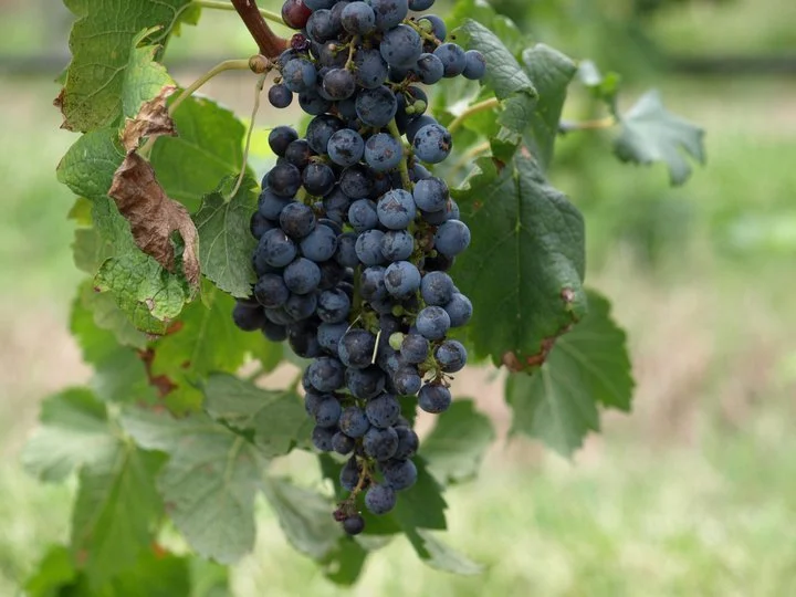 grapes6.jpg