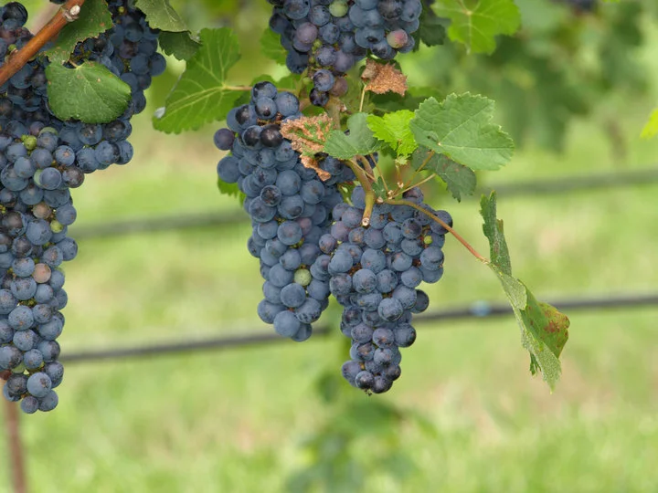 grapes2.jpg