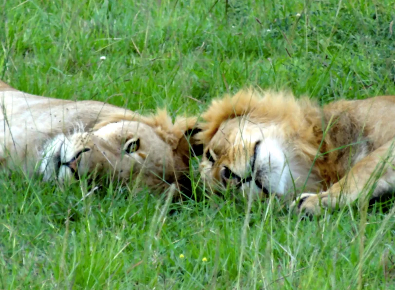 Taken in Kenya at the Masai Mara reserve 12/12