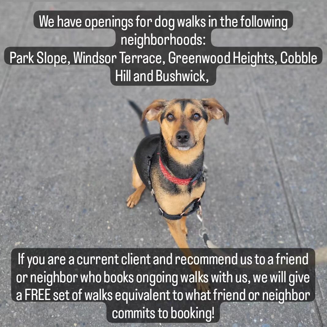 Current clients: recommend us to your friends/neighbors and score some FREE dog walks! 
.
.
.
.
#dogs #dogsofinstagram #dog #dogstagram #puppy #instadog #doglover #dogoftheday #doglovers #pets #doglife #brooklyn #puppylove #pet #puppies #cute #dogsof