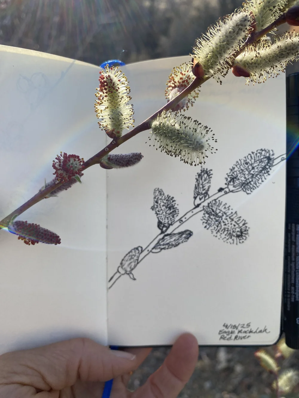 ClaireCote_WillowCatkinsandSketch_April2025.jpeg