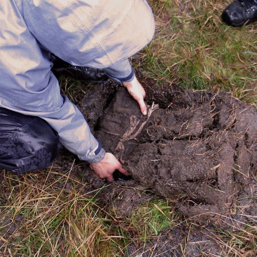 Excavate Bog.jpg