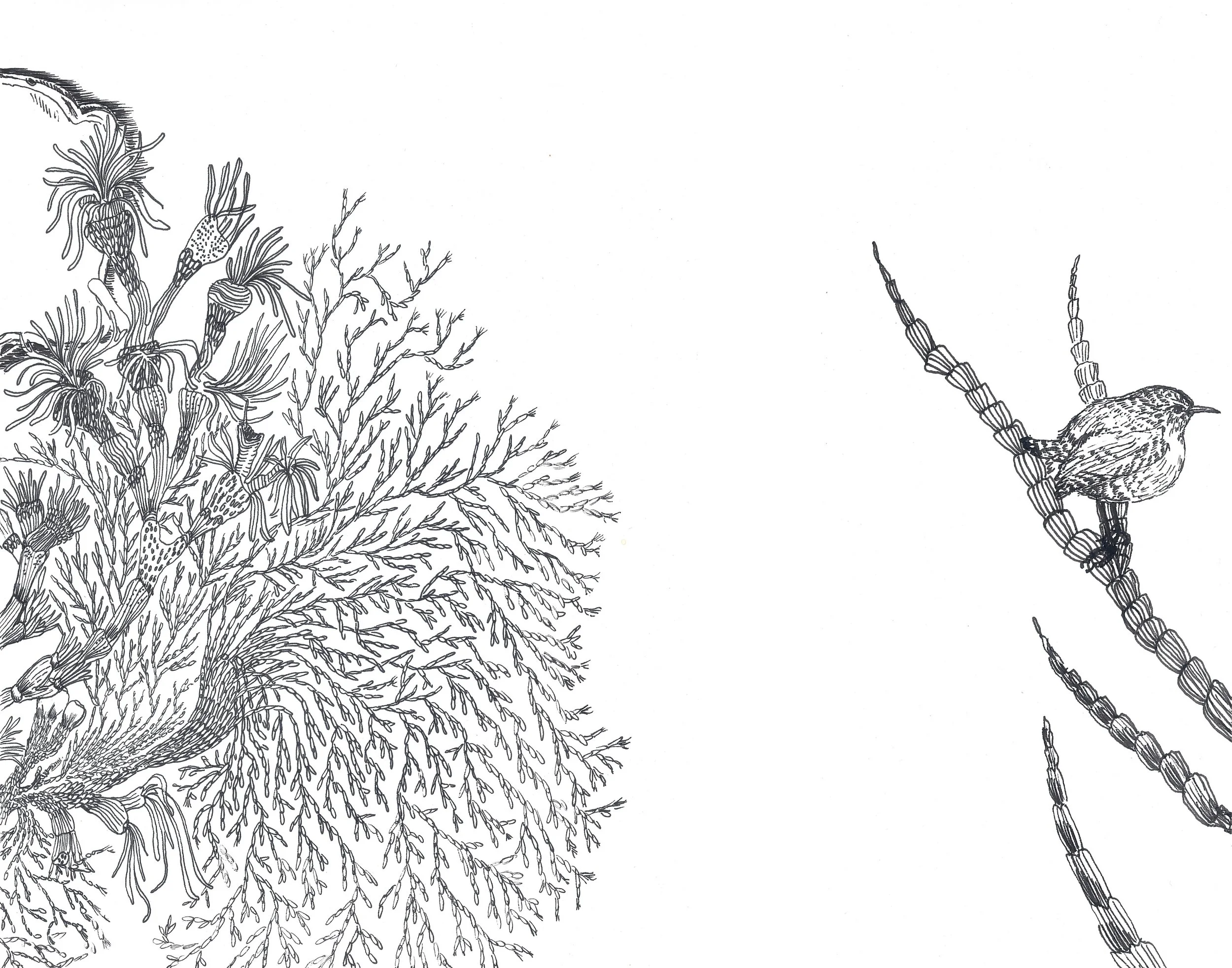 2-CoralandWren.jpeg
