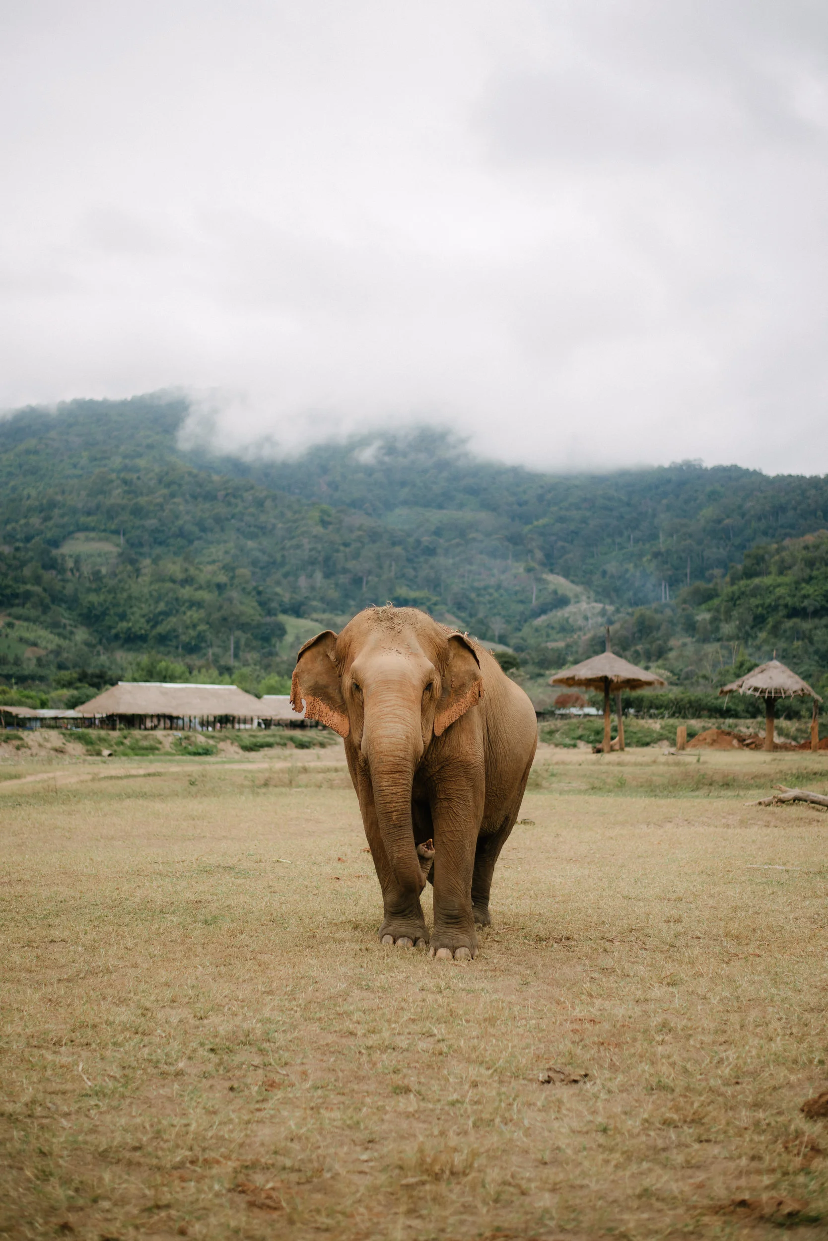 SEA 2017 Elephant Nature Park - 8.jpg