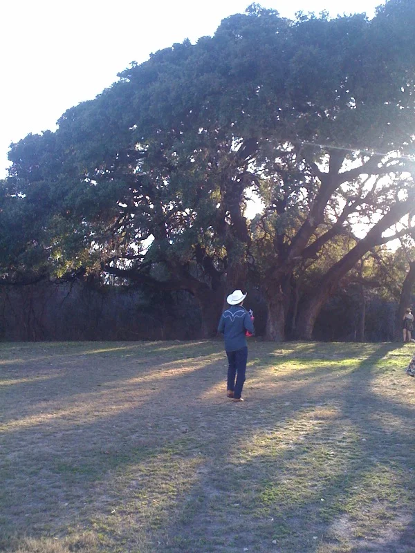 cowboytree.jpg