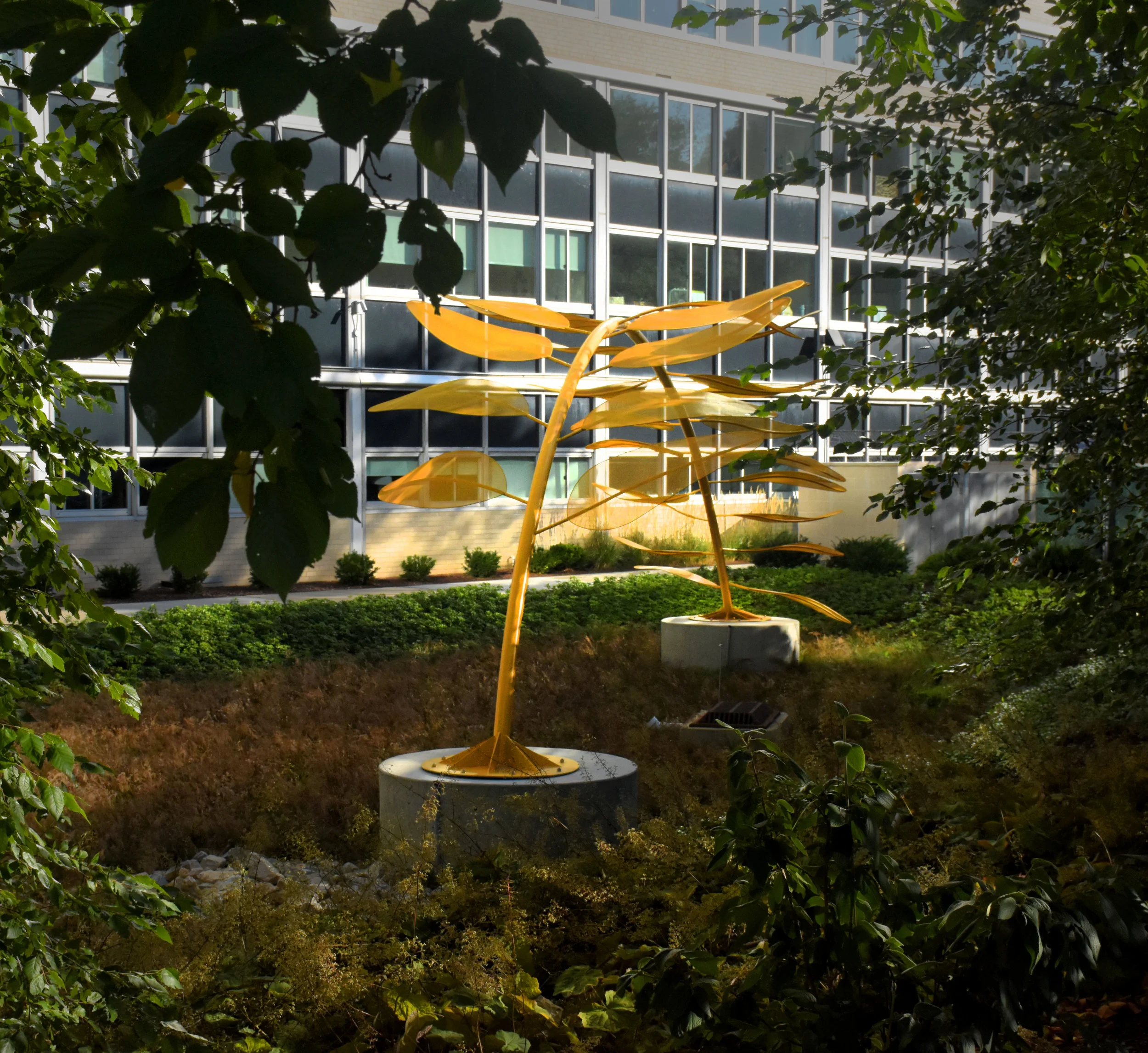 honeylocust14.jpg