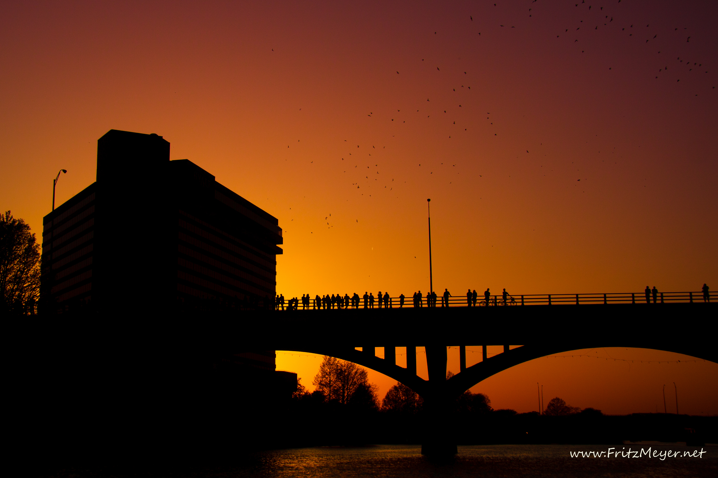 Bats in Austin