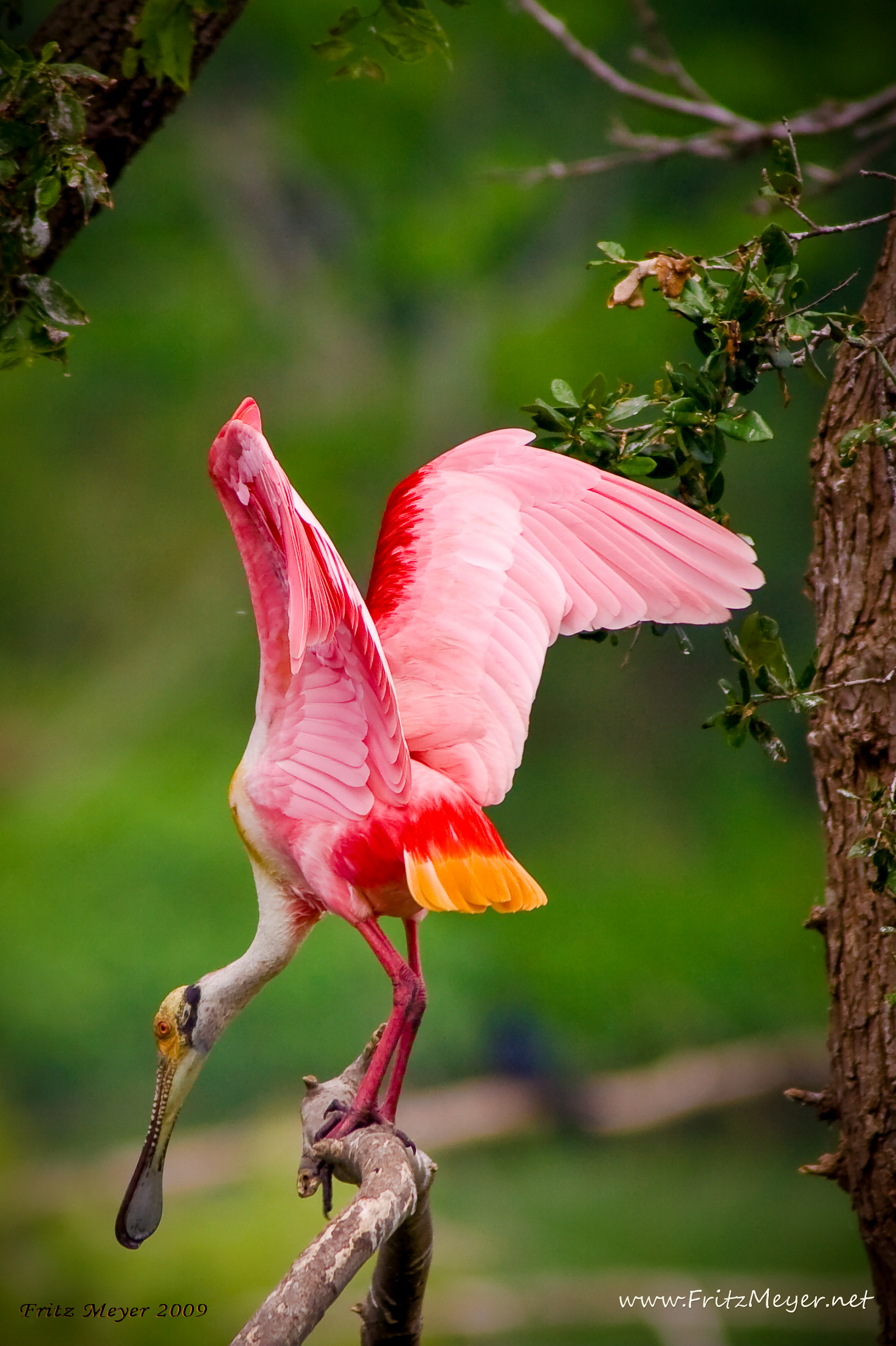 rspoonbill_MG_7821.jpg