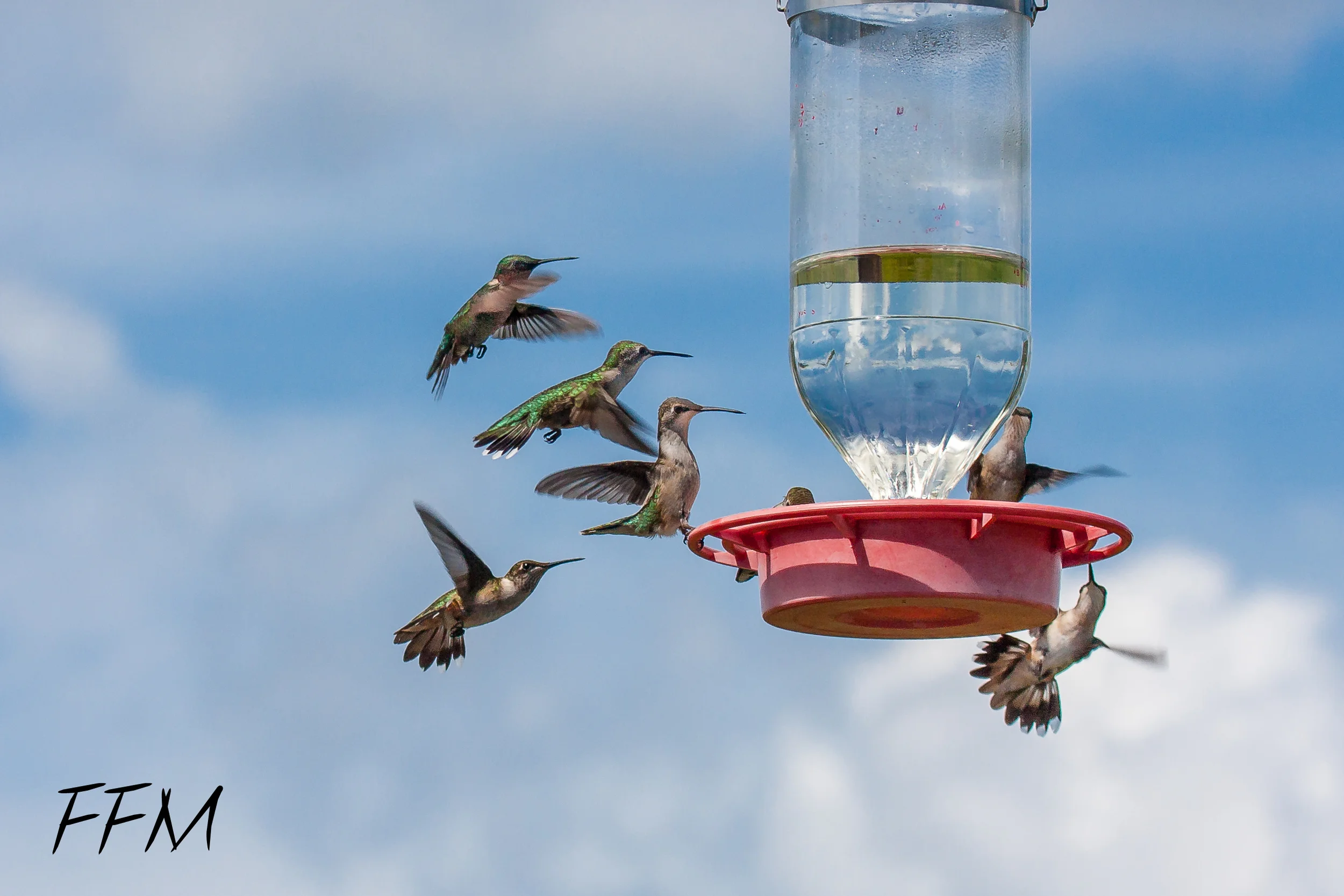 Hummingbirds at Smith Point Hawk Tower