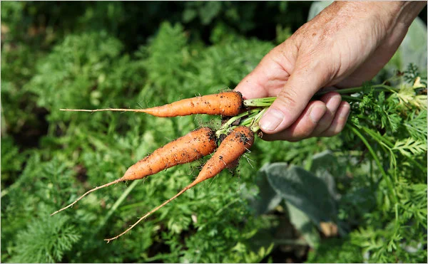 28garden-span-articleLarge.jpg
