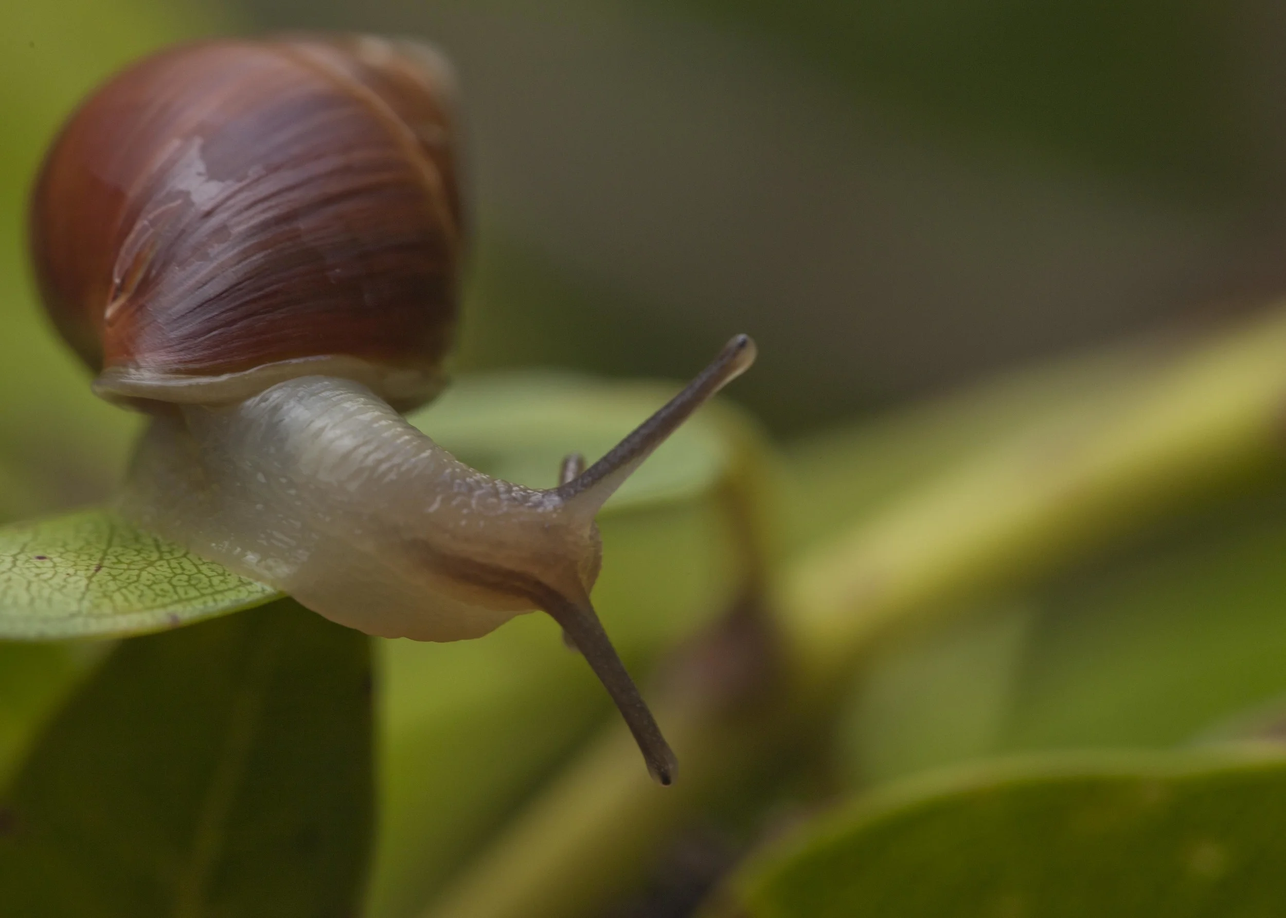 Molokai Tree Snail.jpg