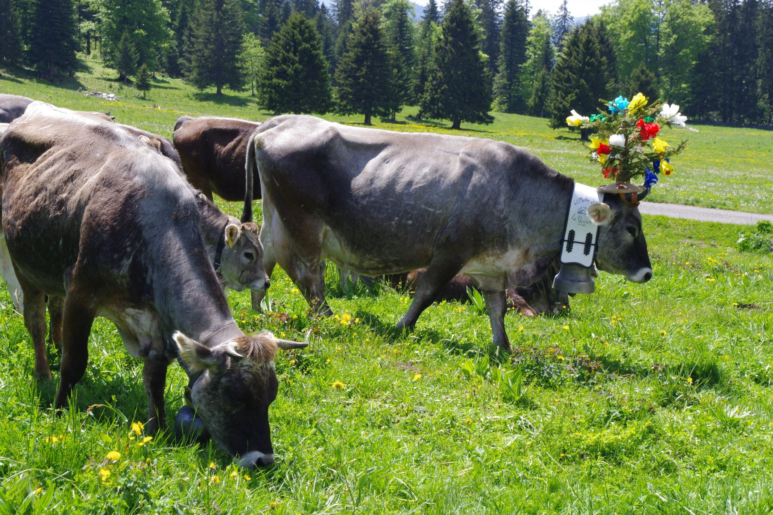 Cows.jpg